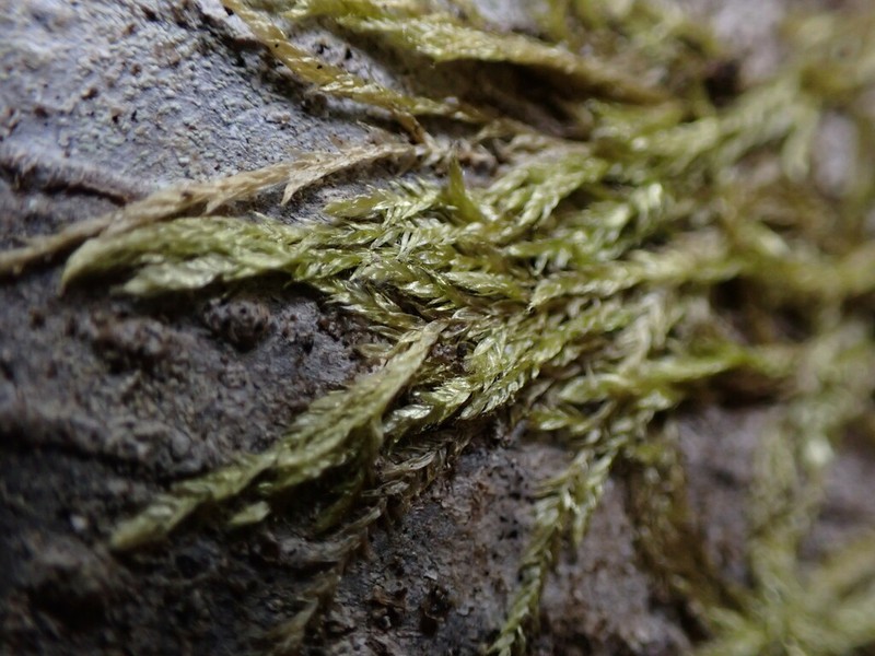 Plagiothecium Moss photo 5