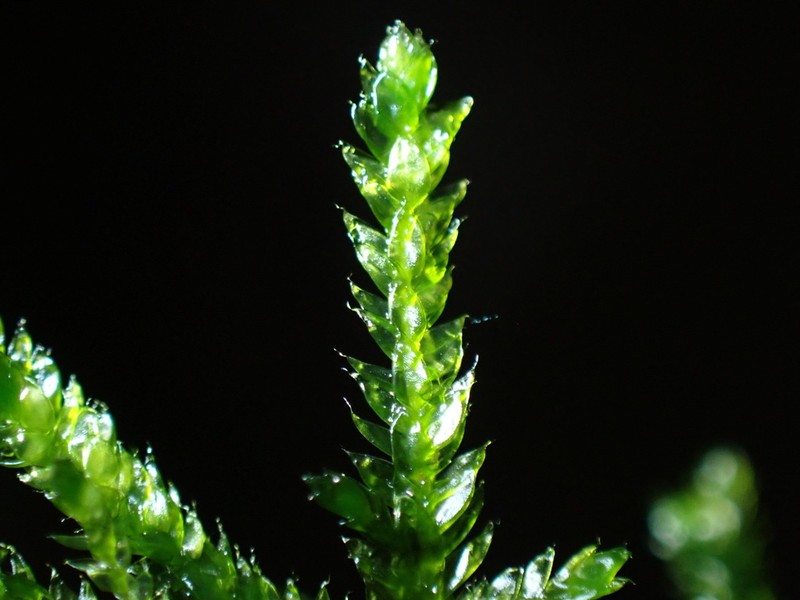 Plagiothecium Moss photo 6
