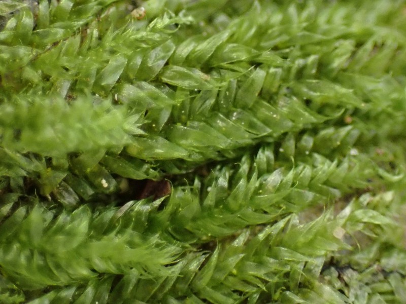 Plagiothecium Moss photo 7
