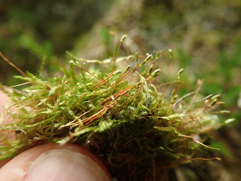 Plagiothecium Moss photo 8