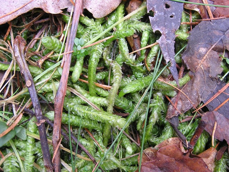 Undulate Plagiothecium Moss