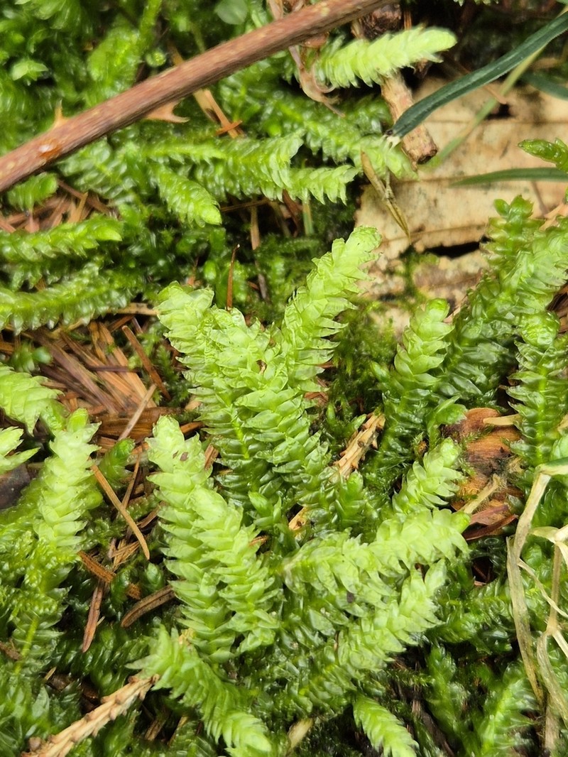 Undulate Plagiothecium Moss photo 2