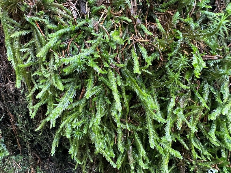 Undulate Plagiothecium Moss photo 3