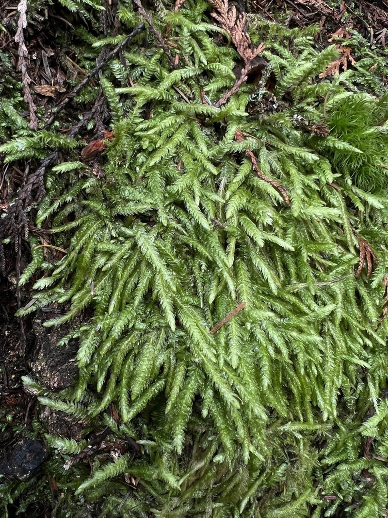 Undulate Plagiothecium Moss photo 4