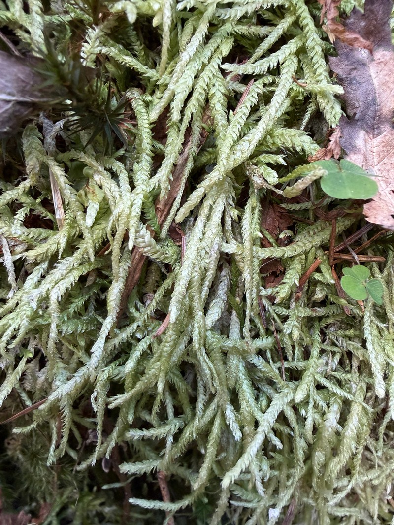 Undulate Plagiothecium Moss photo 5