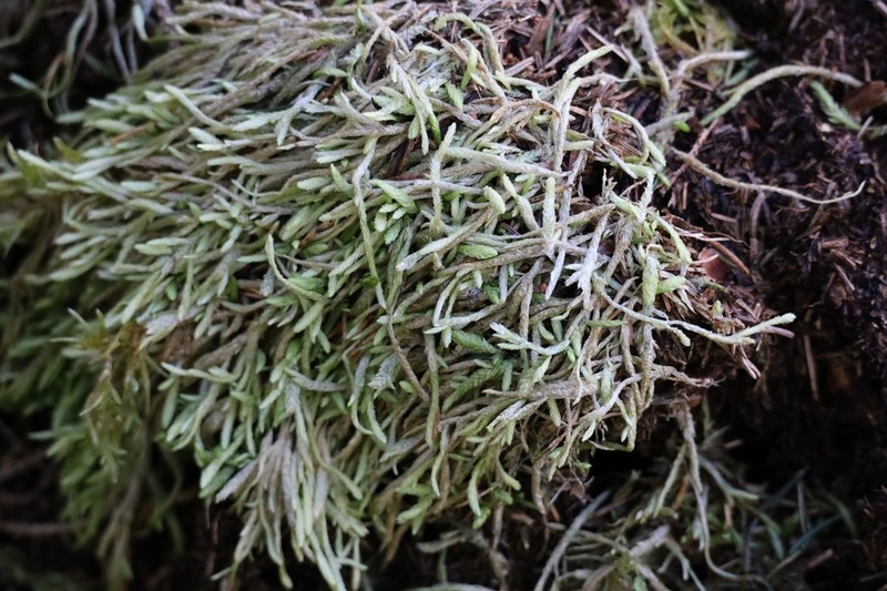 Undulate Plagiothecium Moss photo 6
