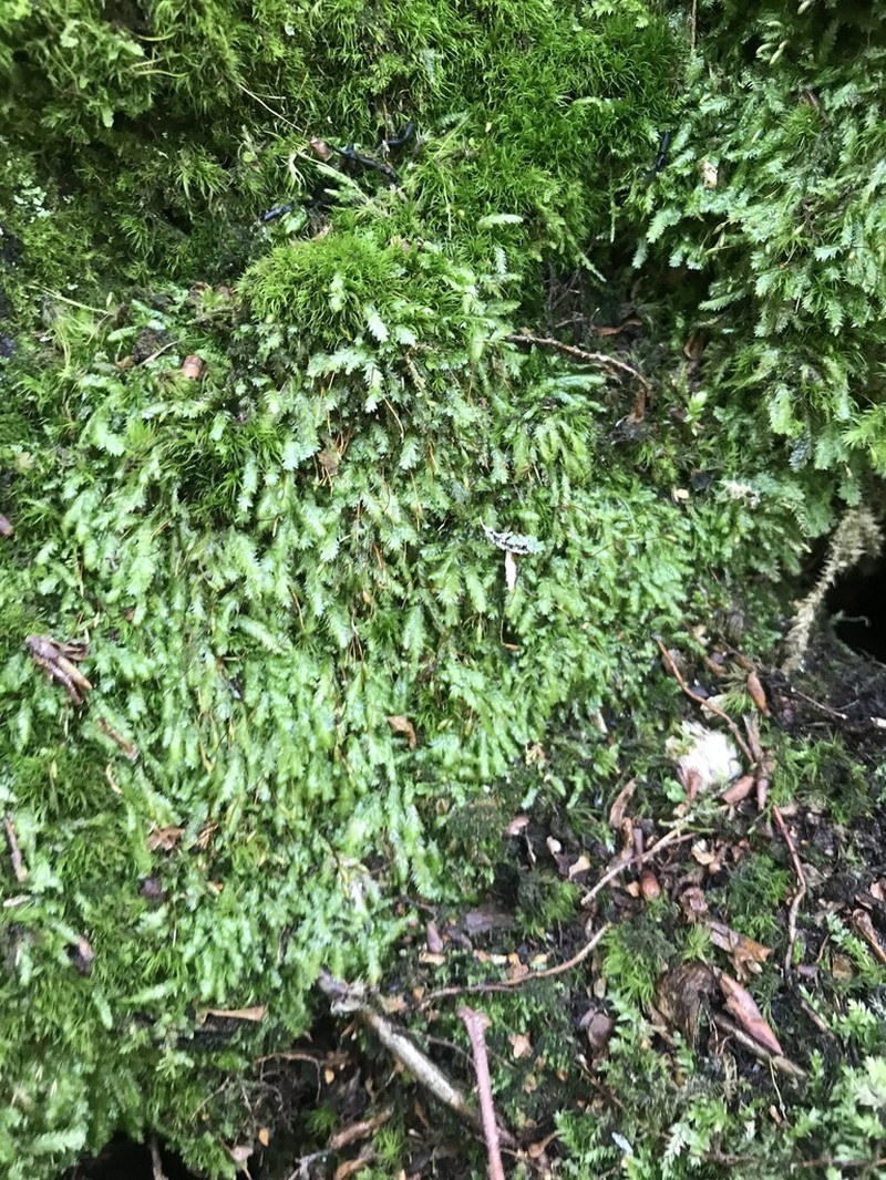 Undulate Plagiothecium Moss photo 7