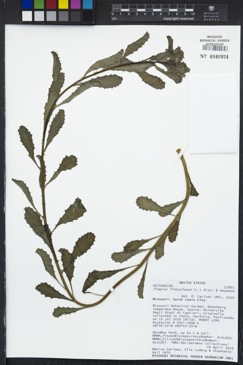 Plagius flosculosus