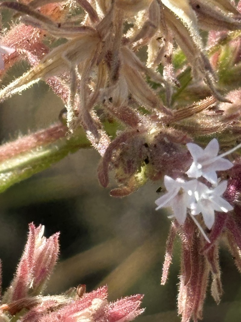Planaltoa lychnophoroides