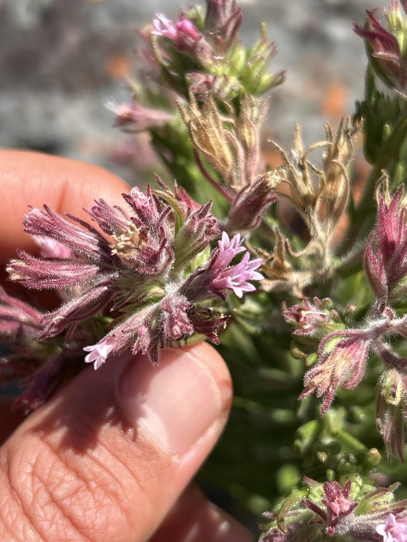 Planaltoa lychnophoroides photo 2