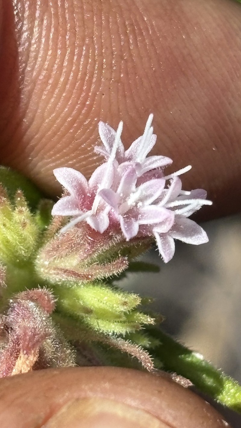 Planaltoa lychnophoroides photo 3