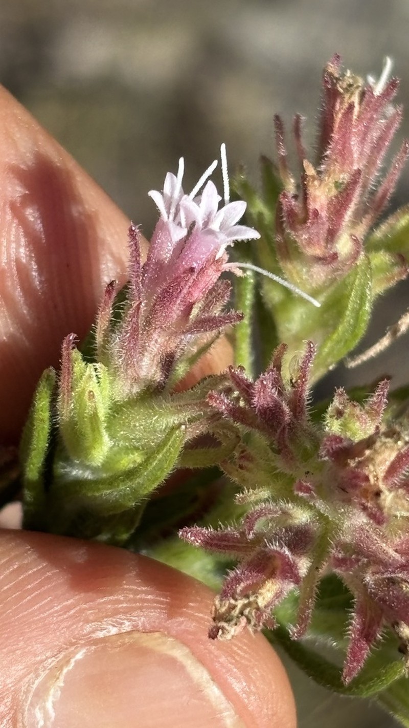 Planaltoa lychnophoroides photo 4