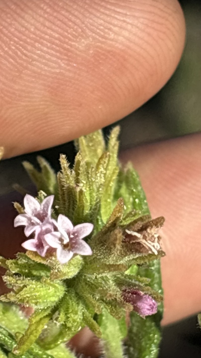 Planaltoa lychnophoroides photo 5