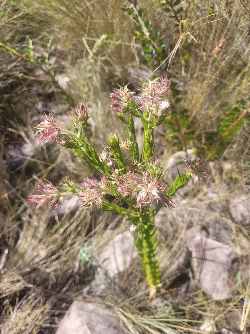 Planaltoa lychnophoroides photo 6