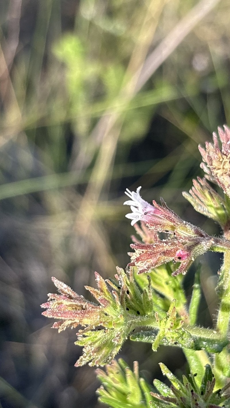 Planaltoa lychnophoroides photo 7