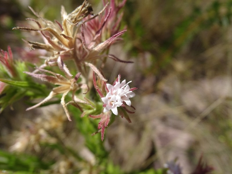 Planaltoa lychnophoroides photo 8