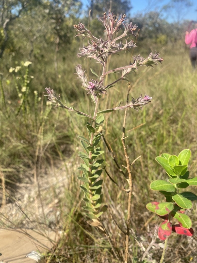 Planaltoa salviifolia