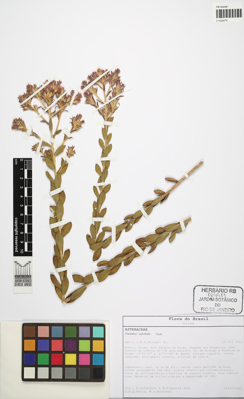 Planaltoa salviifolia photo 3