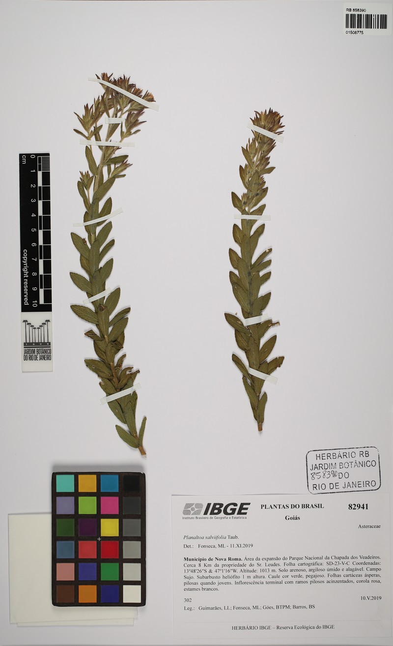 Planaltoa salviifolia photo 4