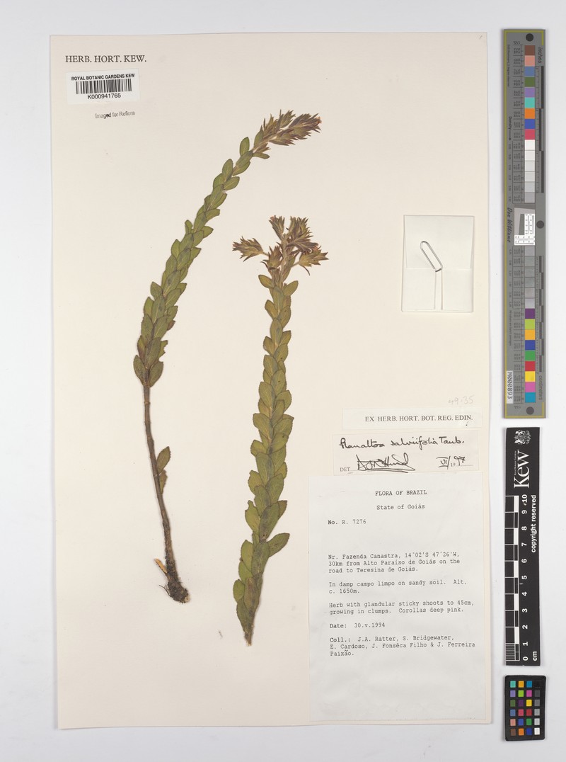 Planaltoa salviifolia photo 5