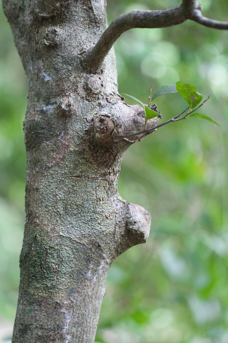 Planchonella myrsinifolia subsp. howeana