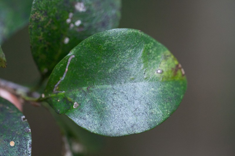 Planchonella myrsinifolia subsp. howeana photo 2