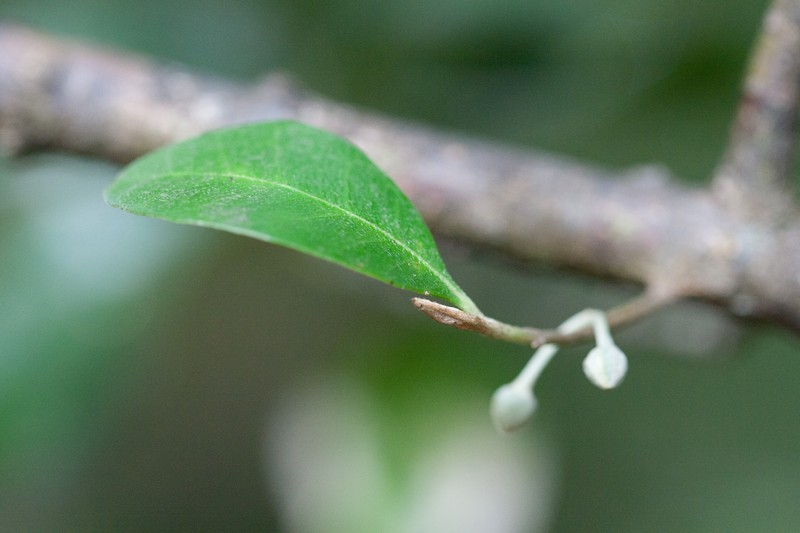 Planchonella myrsinifolia subsp. howeana photo 3