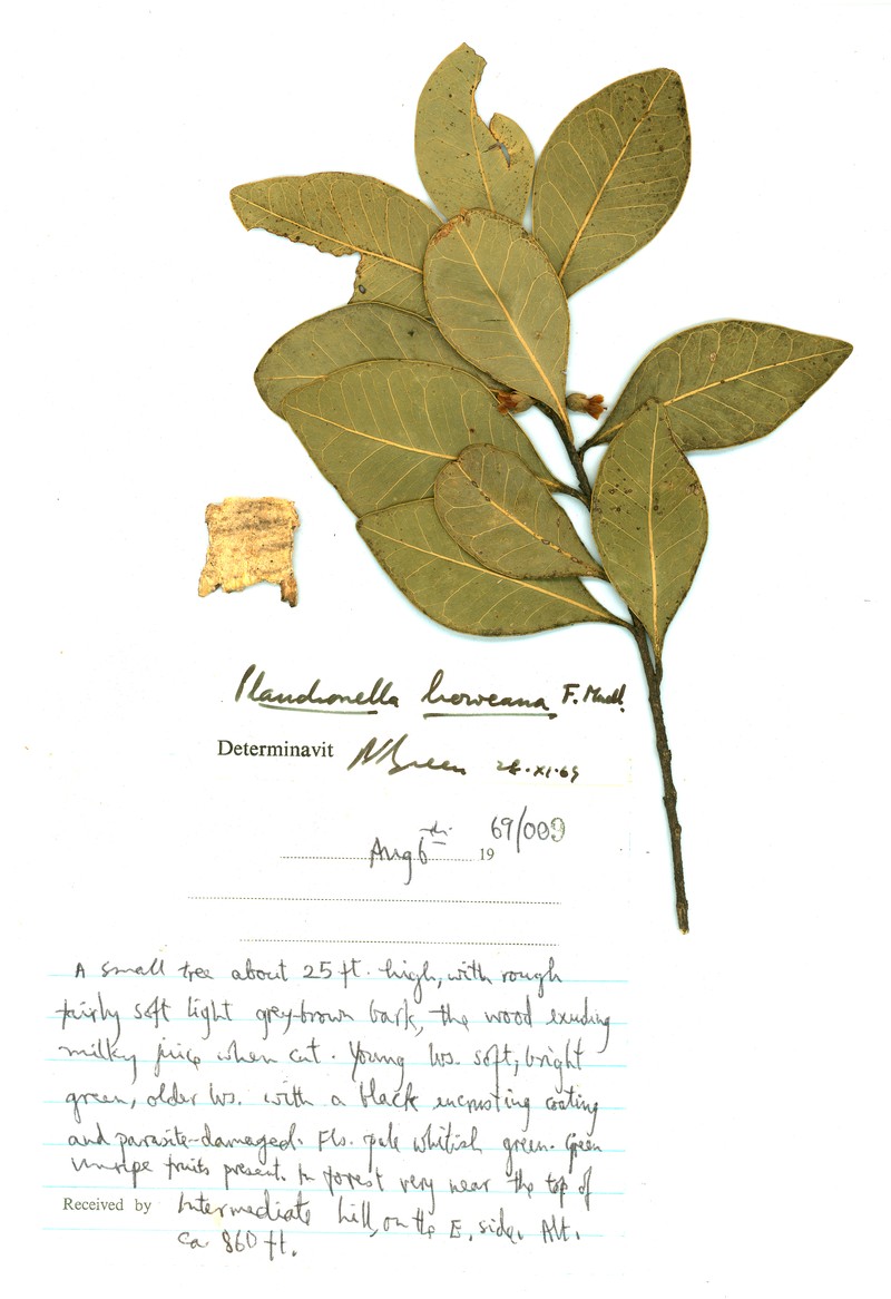 Planchonella myrsinifolia subsp. howeana photo 5