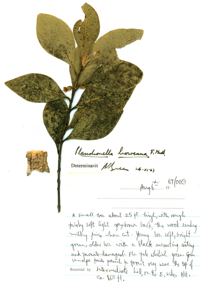 Planchonella myrsinifolia subsp. howeana photo 6