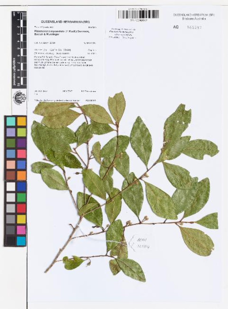 Planchonella myrsinifolia subsp. myrsinifolia