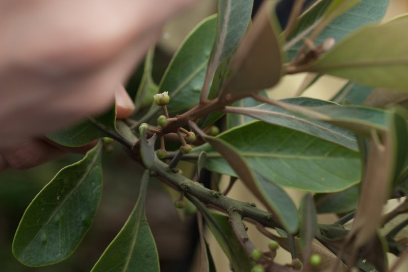 Yellow-Boxwood photo 7