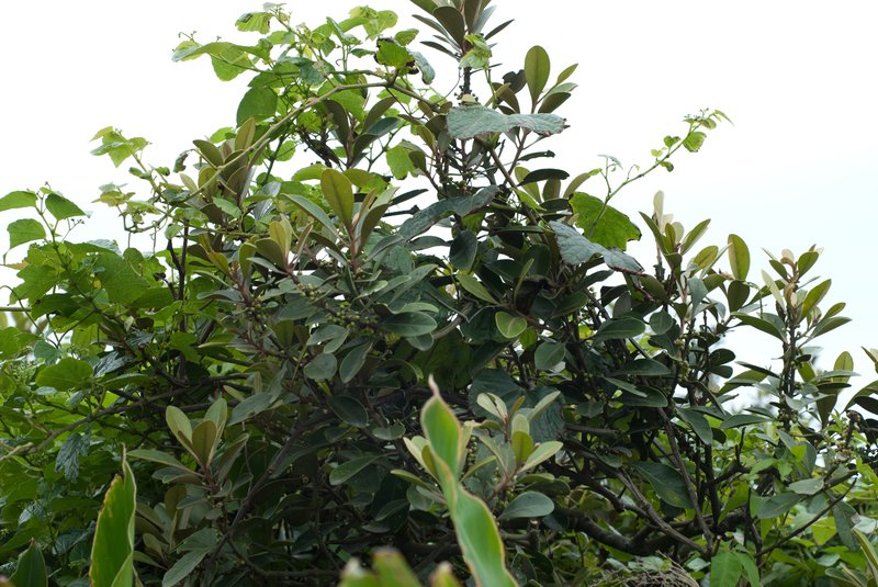 Yellow-Boxwood photo 8