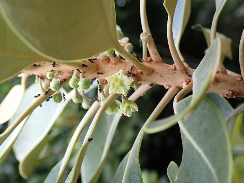 Yellow-Boxwood photo 3