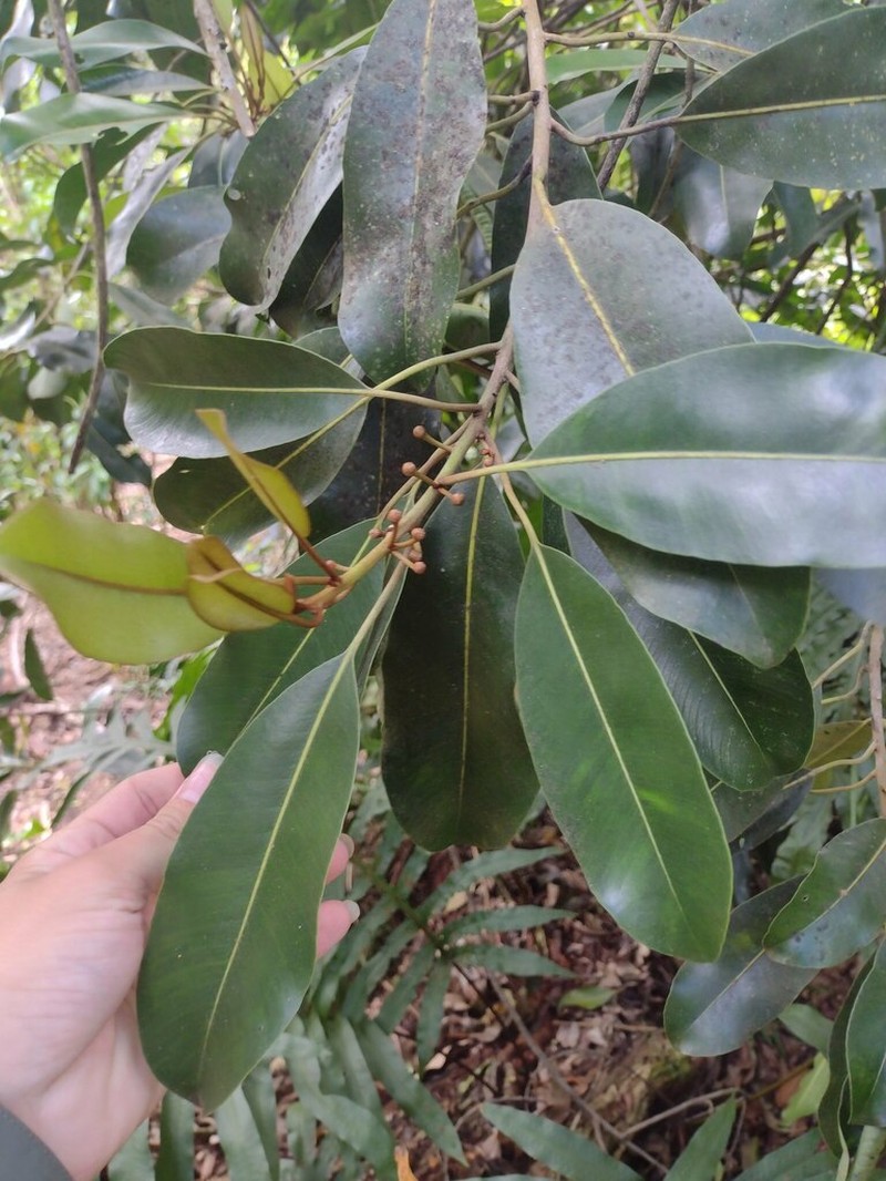 'Ala'A