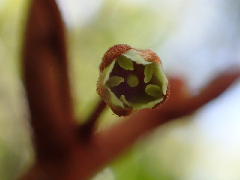 'Ala'A photo 5