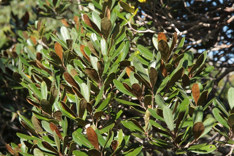 Planchonella serpentinicola