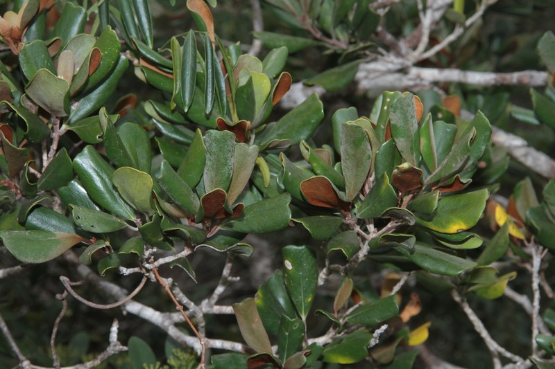 Planchonella serpentinicola photo 2