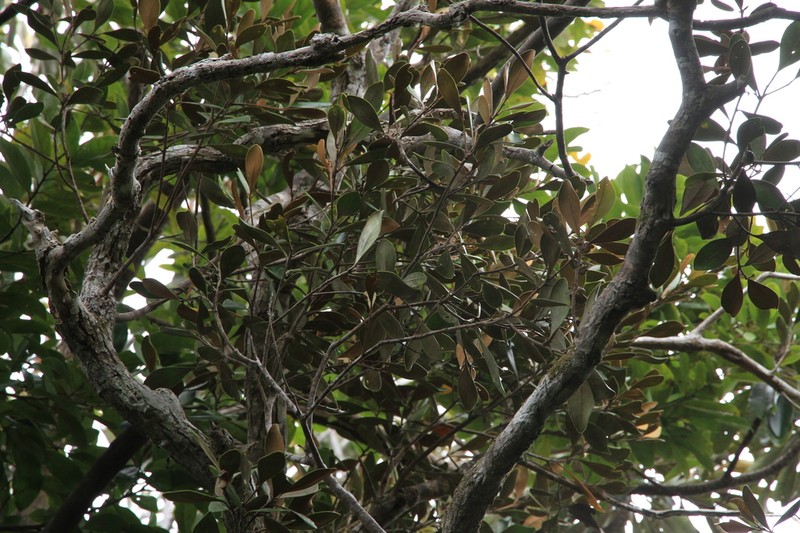 Planchonella serpentinicola photo 3