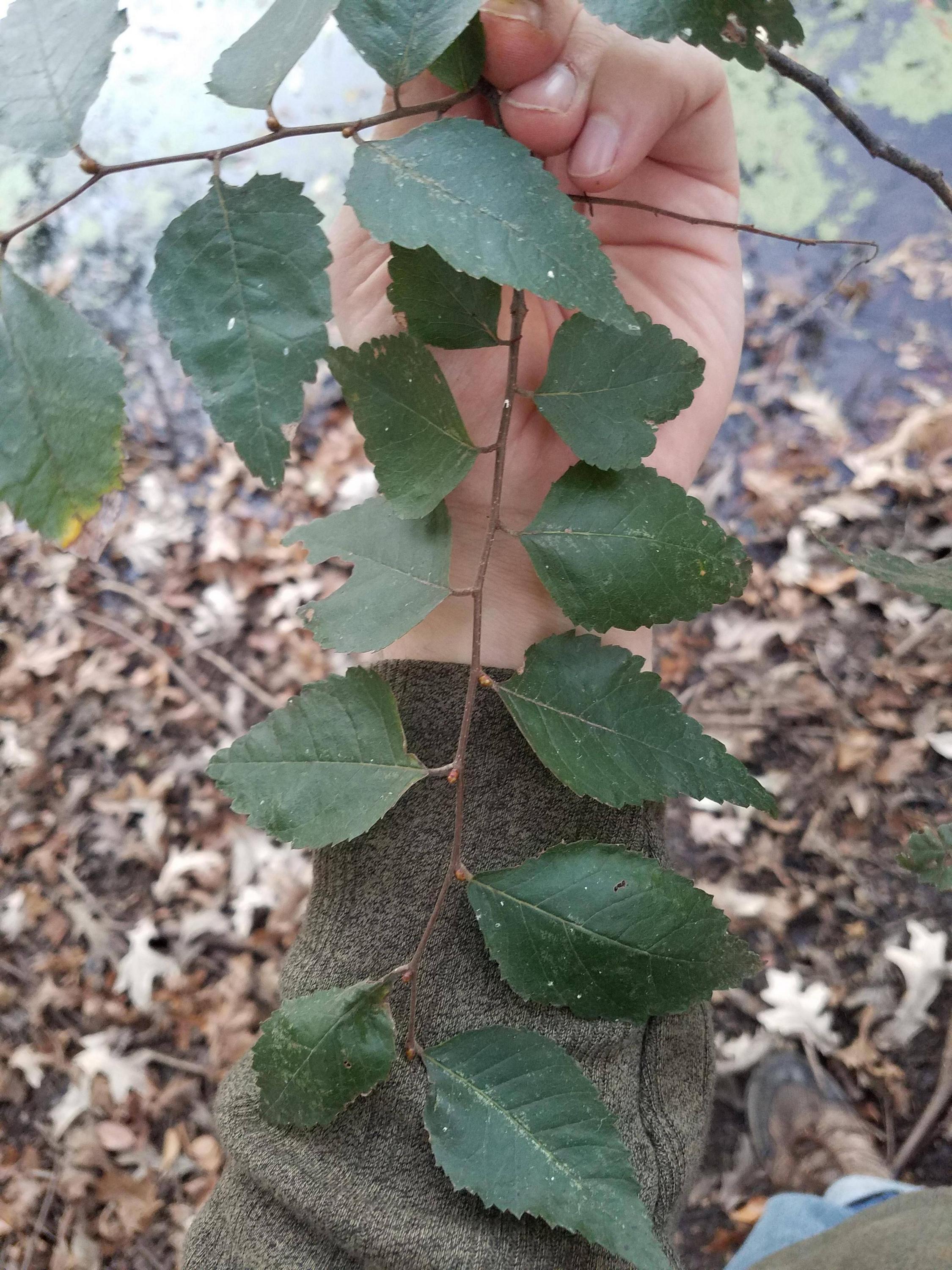 Planertree photo 4