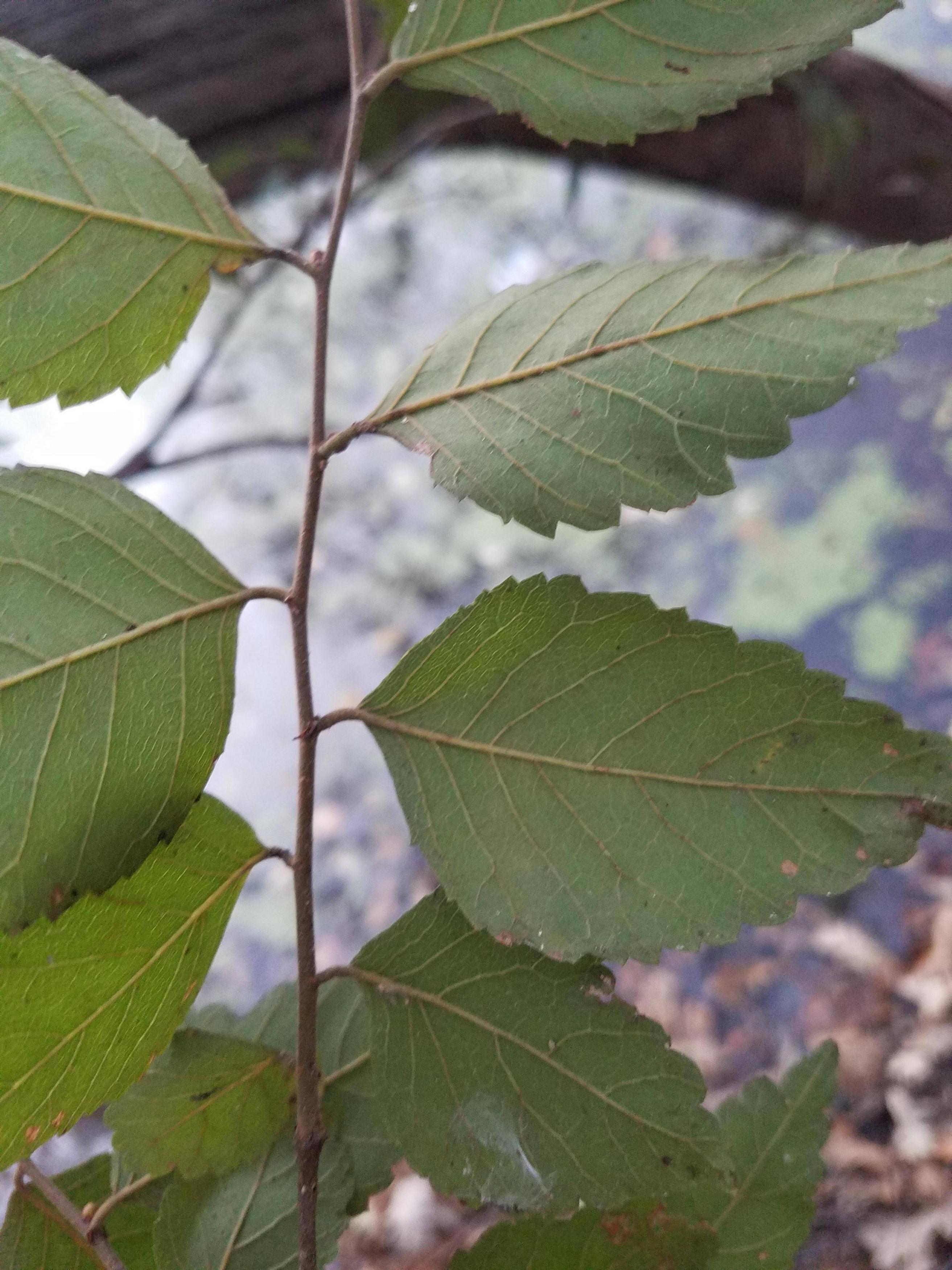 Planertree photo 5