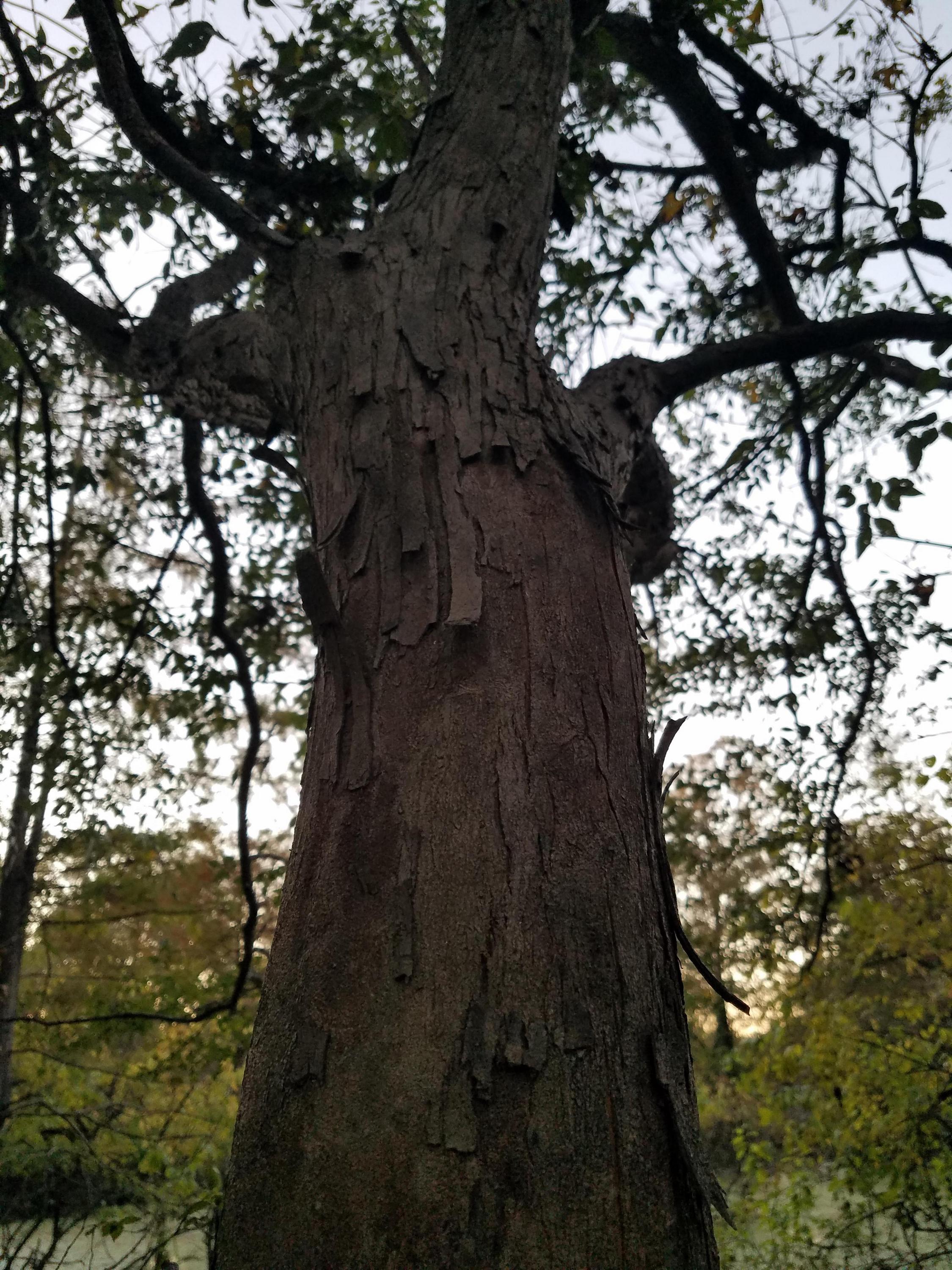 Planertree photo 6