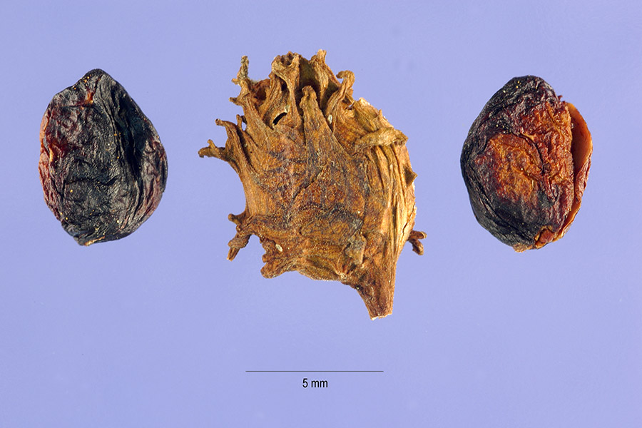 Planertree photo 7