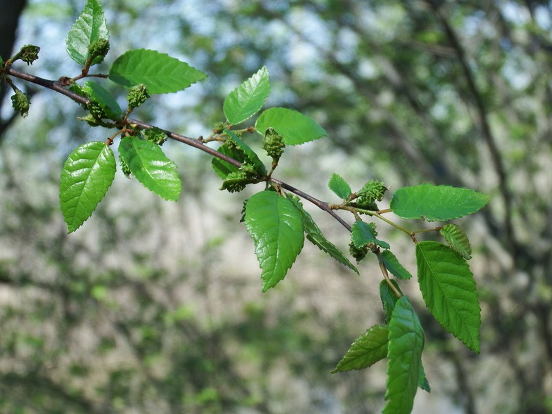 Planertree photo 6