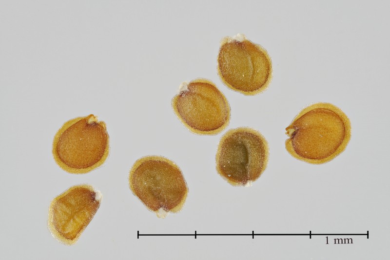 Virginia Winged Rockcress