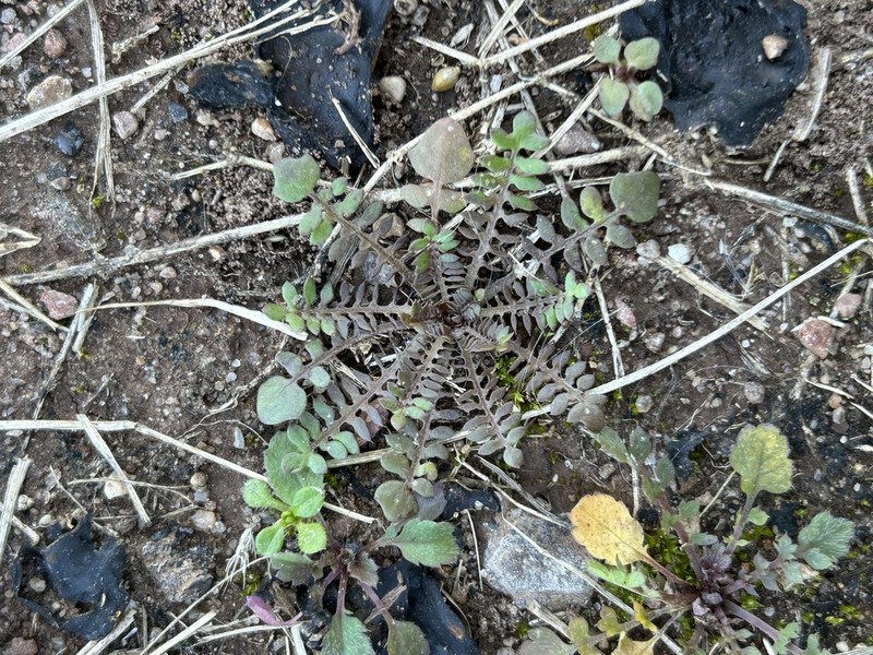 Virginia Winged Rockcress photo 2
