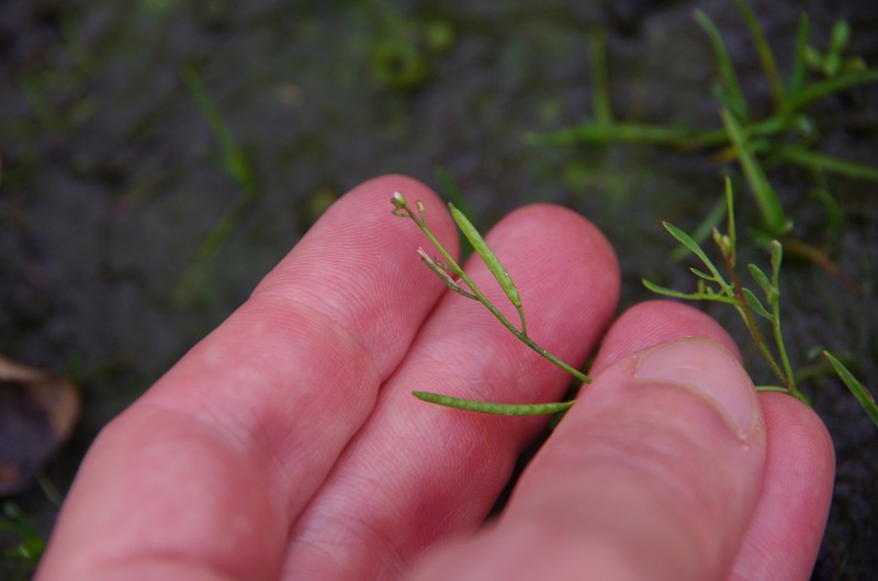 Virginia Winged Rockcress photo 3