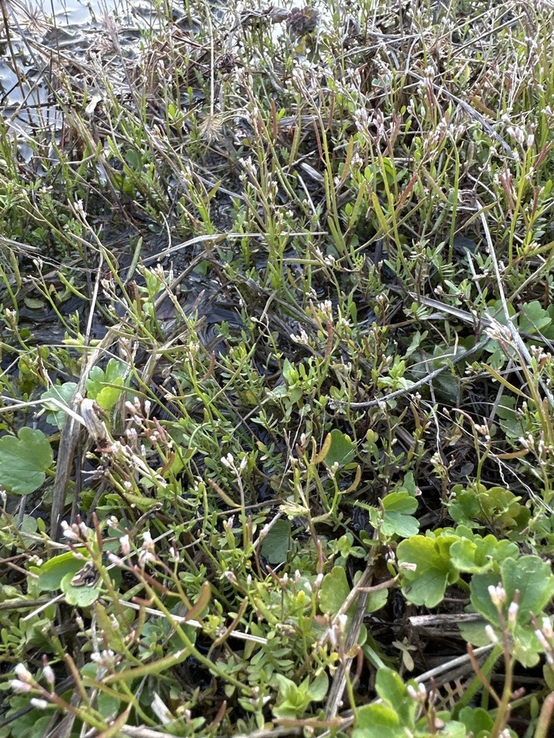 Virginia Winged Rockcress photo 5