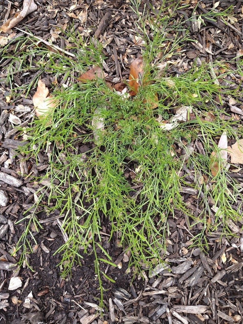 Virginia Winged Rockcress photo 7