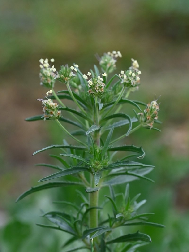 Glandular Plantain photo 7