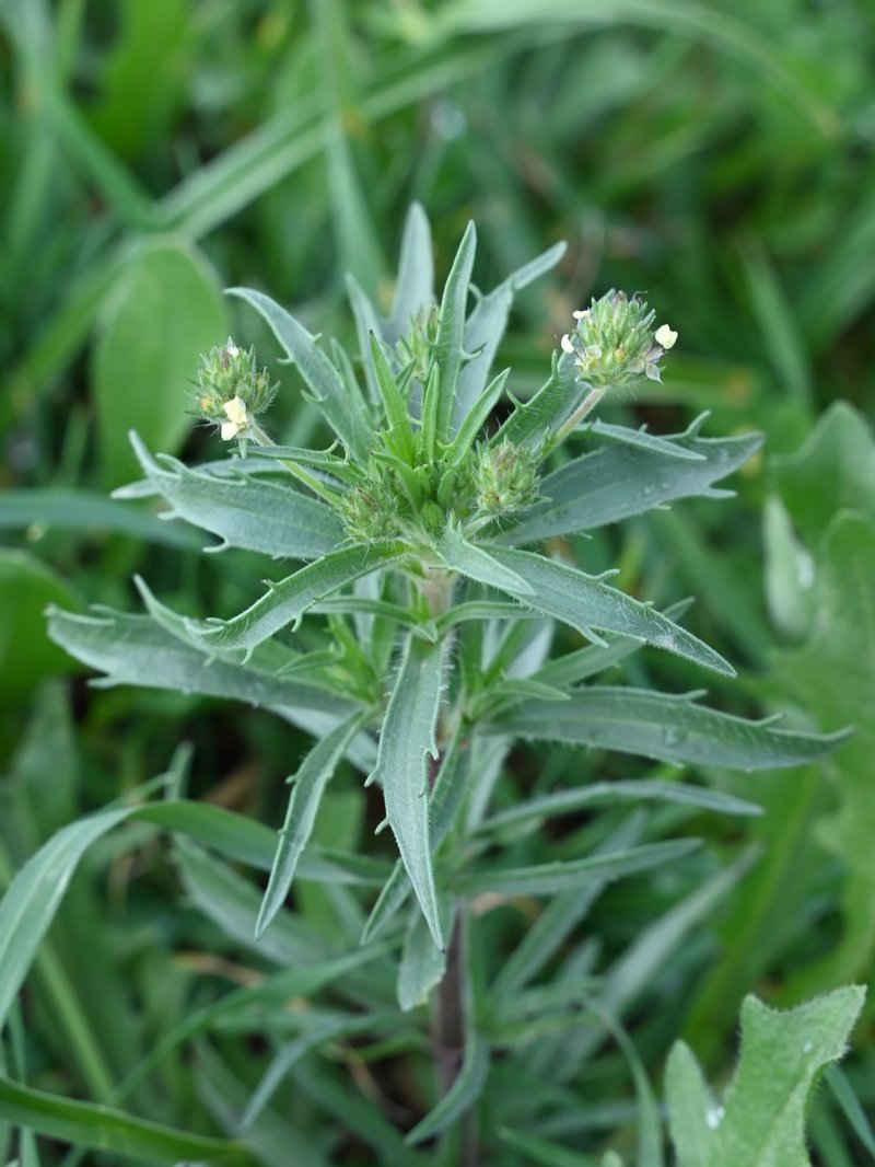 Glandular Plantain photo 8